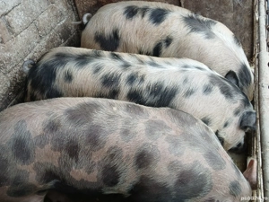 Porci de vânzare 