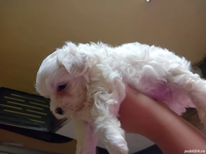 Disponibil  - imagine 2