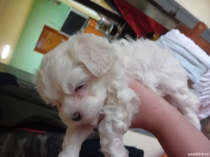 Disponibil  - imagine 4