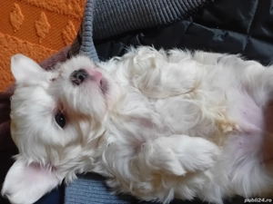 Disponibil  - imagine 5