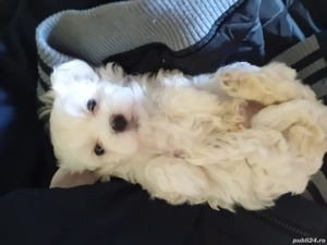 Disponibil  - imagine 3