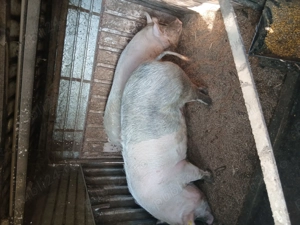 Vând porc.între 220 -250 kg.preț 17 lei kg în viu - imagine 2