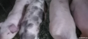 vand purcei  - imagine 2