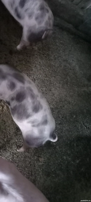 vand purcei  - imagine 3