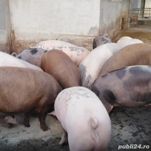 porci crescuți în gospodărie  - imagine 2