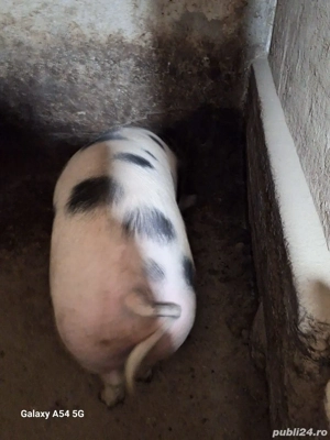 porci crescuți în gospodărie  - imagine 3