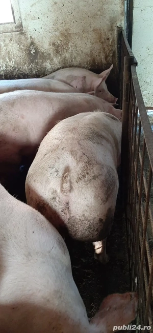 porci crescuți în gospodărie  - imagine 4