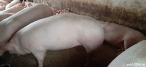 porci crescuți în gospodărie  - imagine 3