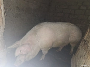 Porc de vânzare - imagine 4