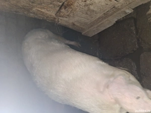 Porc de vânzare - imagine 3