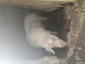 Porc de vânzare - imagine 2