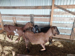 Vând 3 capre anglonubiene - imagine 4