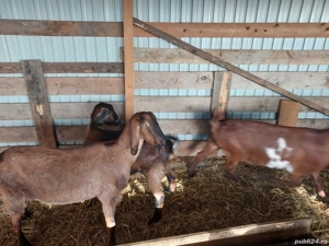 Vând 3 capre anglonubiene - imagine 2