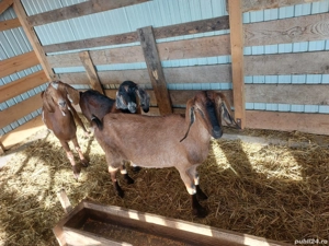 Vând 3 capre anglonubiene - imagine 3