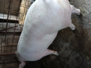 Porc de carne, 320kg  - imagine 2