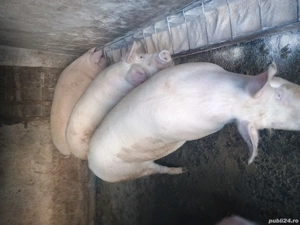 Disponibili porci - imagine 5