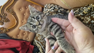 Fata, British shorthair mix with tabby 