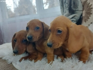 2 baieti si 1 fetiță teckel