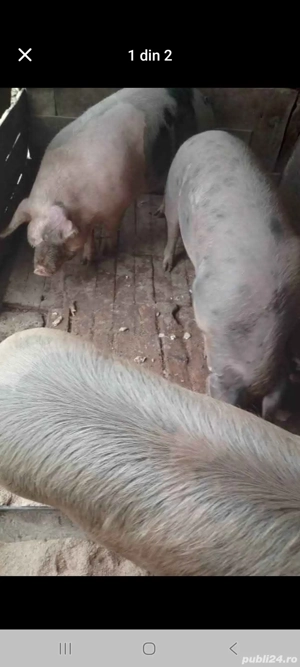 vand p.o.r.c.i  - imagine 2