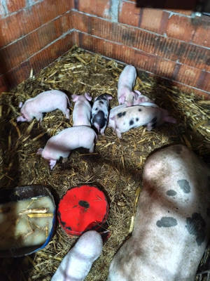 Purcei 6 săptămâni 17 bucati - imagine 4