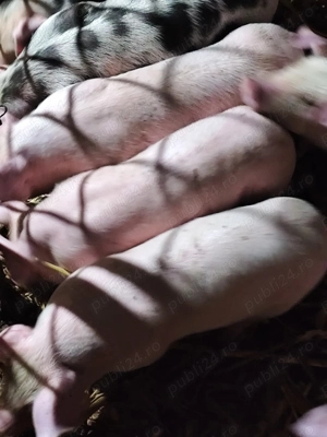 Purcei 6 săptămâni 17 bucati - imagine 2