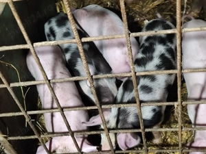 Purcei 6 săptămâni 17 bucati - imagine 3