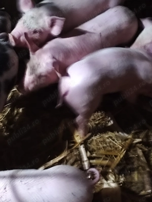 Purcei 6 săptămâni 17 bucati