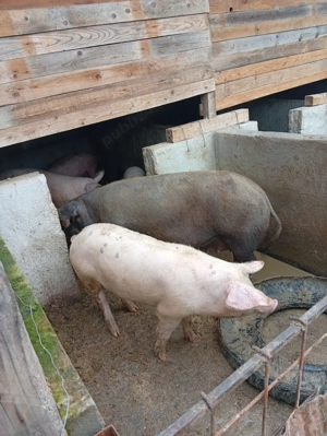 Porci landrace-duroc 60-130 kg la cerere ofer trannsportrt