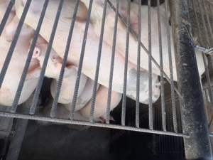 Vând porci rasa marelealb