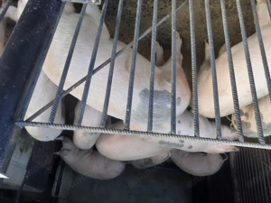 Vând porci rasa marele alb