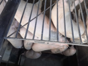 Vând porci rasa marele alb - imagine 2