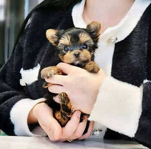 Yorkshire mini Toy transport gratuit 