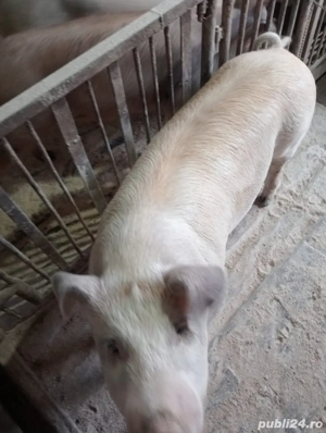 Porci de Craciun - imagine 3