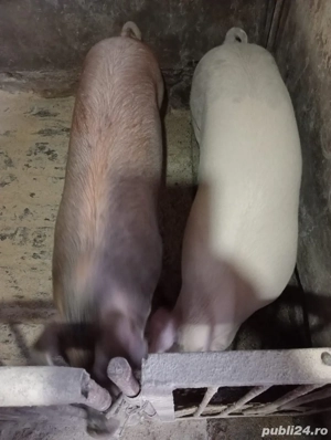 Porci de Craciun - imagine 2