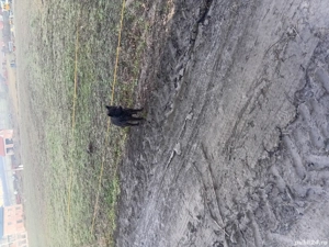 vand doi catei de intors garantati si kangali - imagine 2