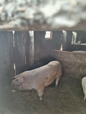 Porci de vanzare