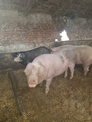 Porci de vanzare - imagine 2