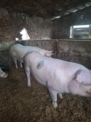 Porci de vanzare - imagine 3