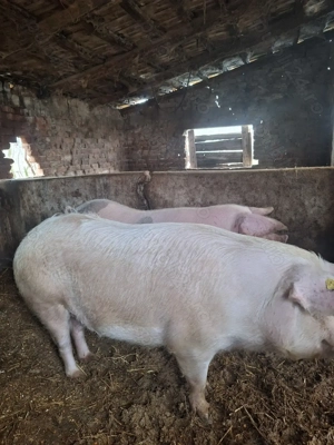 Porci de vanzare - imagine 4
