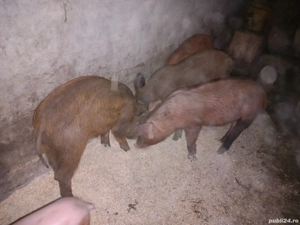 purcei de 10 saptamani  - imagine 2