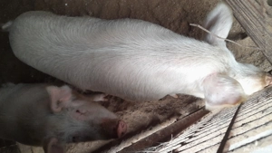 Vând porci și purceluși de casă . Asigur condiții pentru sacrificare și pregătirea mezelurilor.