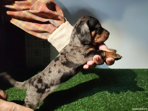 Teckeli 6 săptămâni  - imagine 2