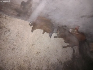 purcei de 10 saptamani  - imagine 3