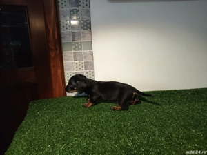 Teckeli 6 săptămâni  - imagine 3