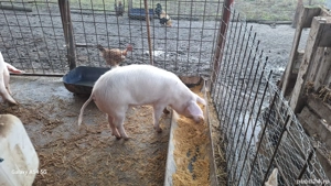 scrofita reproducție tn70 cu landras - imagine 3