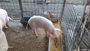 scrofita reproducție tn70 cu landras - imagine 4