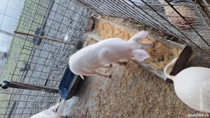 scrofita reproducție tn70 cu landras - imagine 5