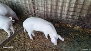 scrofita reproducție tn70 cu landras