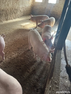 porci crescuti de mine 120kg ultimele 5 bucati  - imagine 4