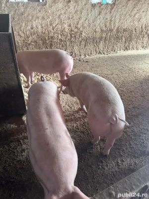 porci crescuti de mine 120kg ultimele 5 bucati  - imagine 2